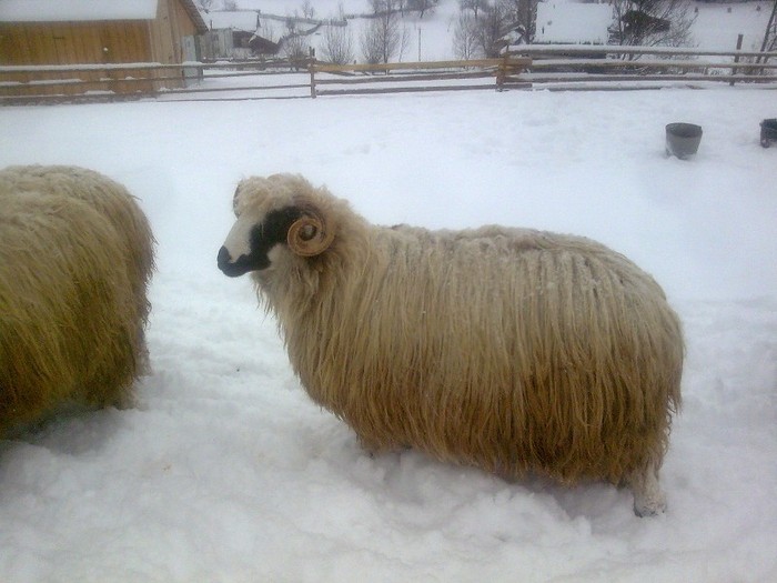 r@LuTzIc@352 - oile mele2012