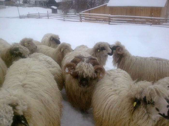 r@LuTzIc@354 - oile mele2012