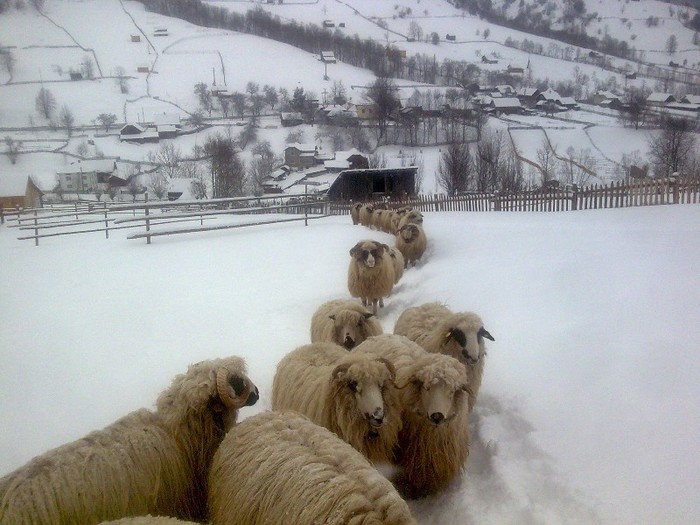 r@LuTzIc@360 - oile mele2012