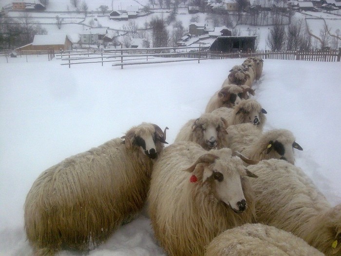 r@LuTzIc@361 - oile mele2012