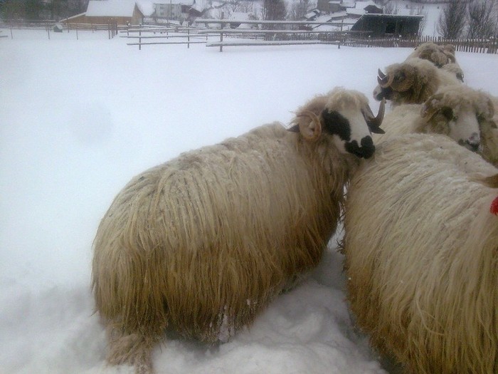 r@LuTzIc@362 - oile mele2012