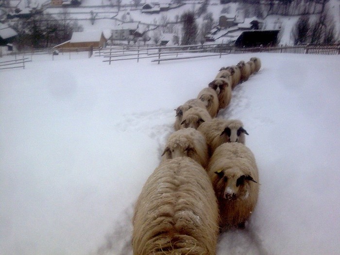 r@LuTzIc@363 - oile mele2012