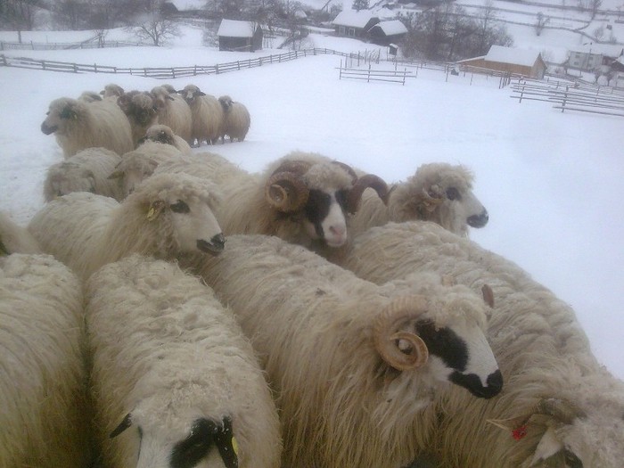 r@LuTzIc@366 - oile mele2012