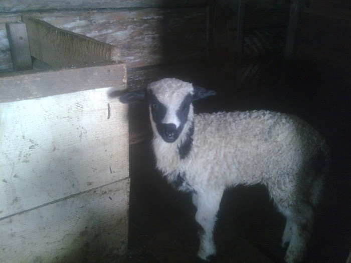 r@LuTzIc@381 - oile mele2012