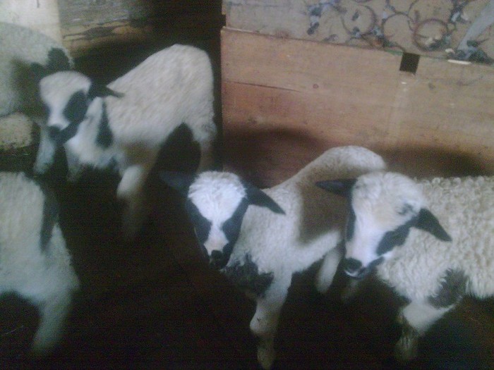 r@LuTzIc@386 - oile mele2012