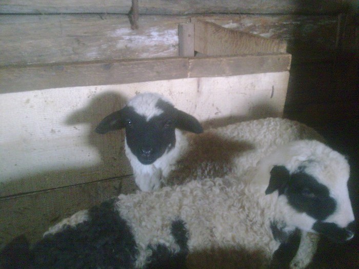 r@LuTzIc@389 - oile mele2012