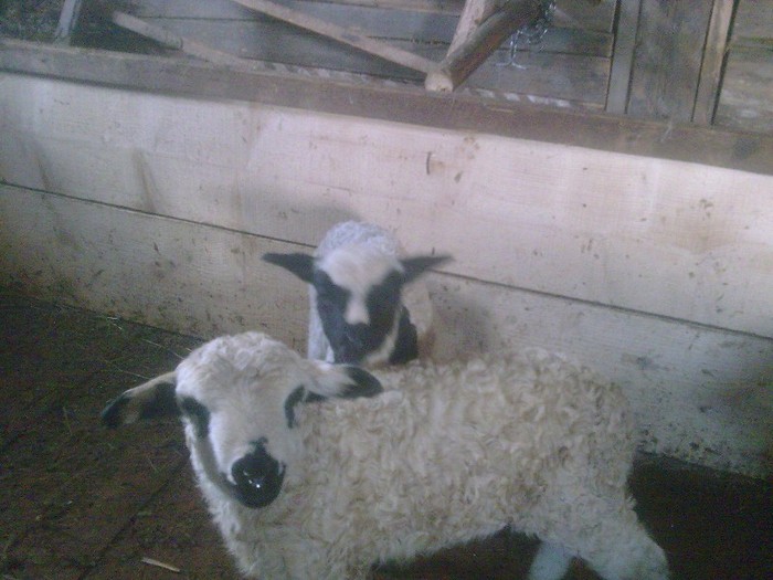 r@LuTzIc@391 - oile mele2012