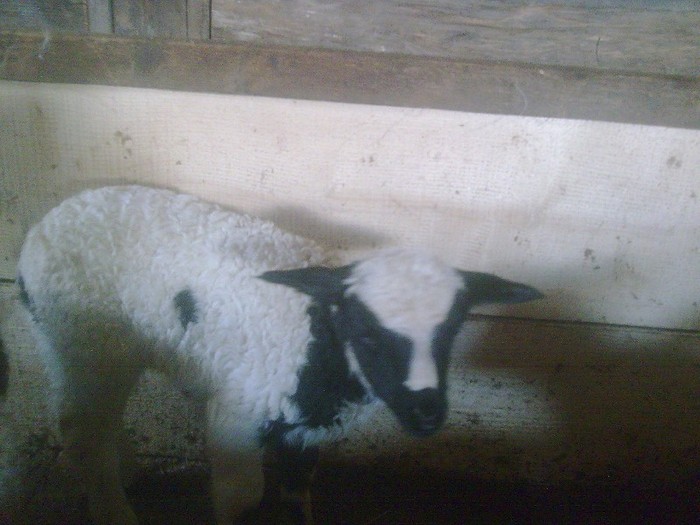 r@LuTzIc@392 - oile mele2012