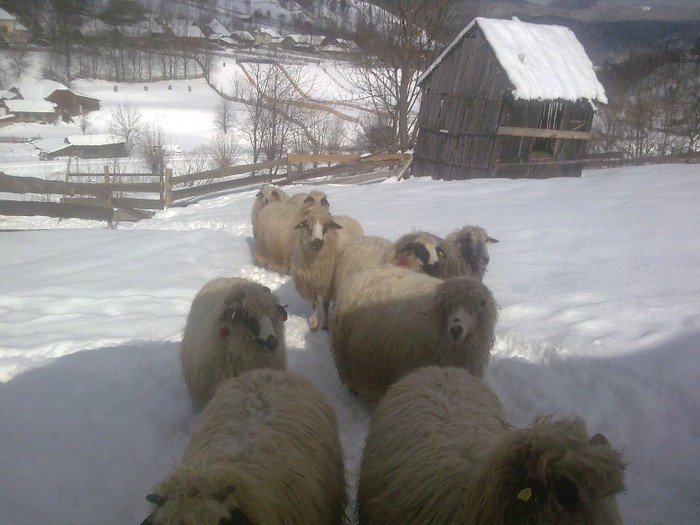 r@LuTzIc@394 - oile mele2012