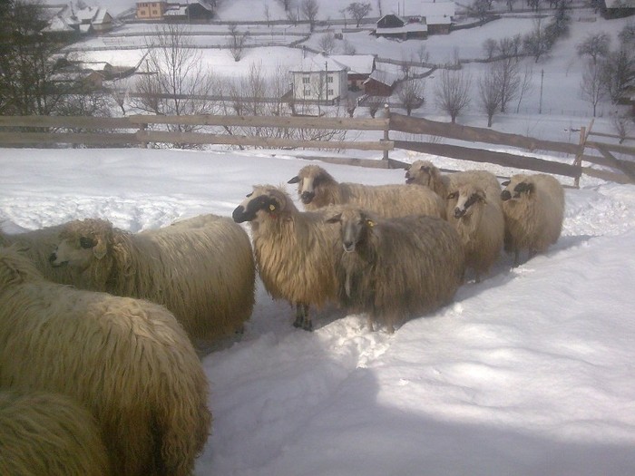 r@LuTzIc@396 - oile mele2012