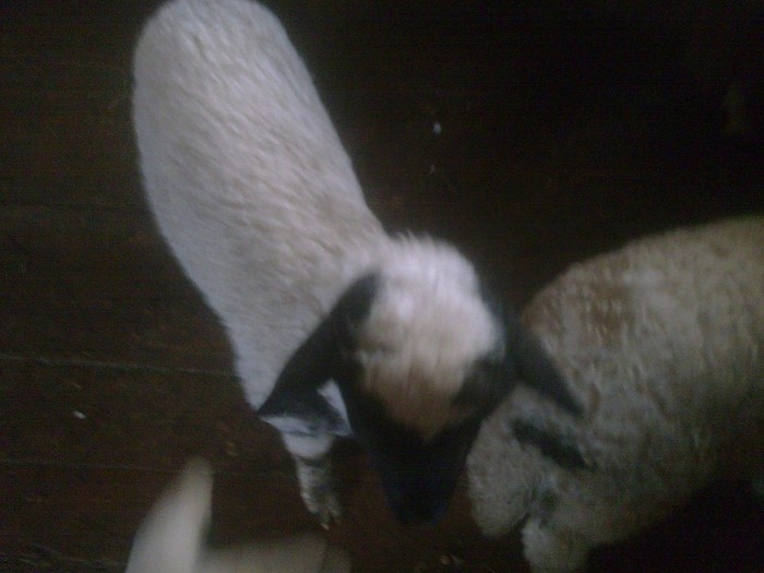 r@LuTzIc@397 - oile mele2012