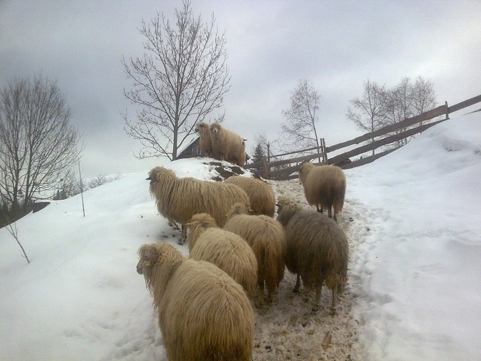 r@LuTzIc@406 - oile mele2012