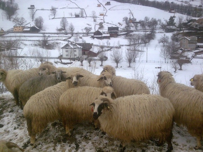 r@LuTzIc@407 - oile mele2012