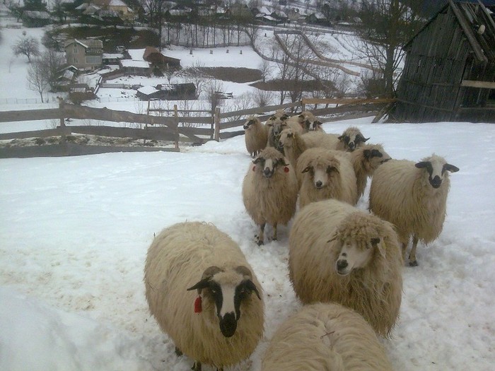 r@LuTzIc@410 - oile mele2012