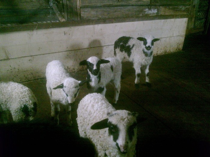 r@LuTzIc@411 - oile mele2012