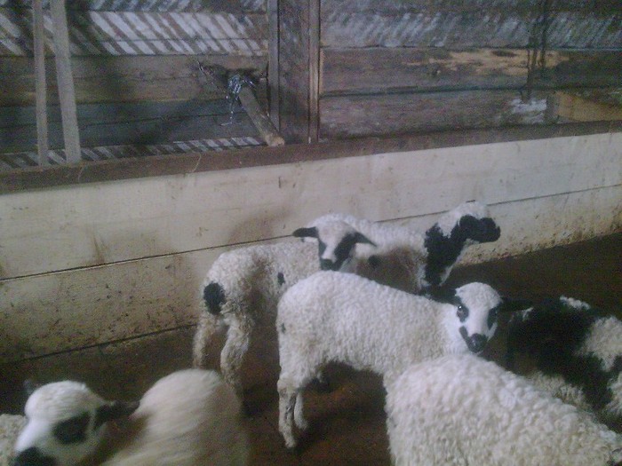 r@LuTzIc@413 - oile mele2012