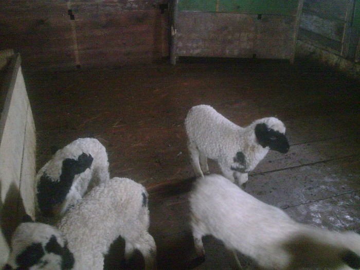 r@LuTzIc@417 - oile mele2012