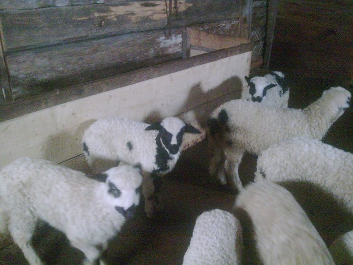 r@LuTzIc@433 - oile mele2012