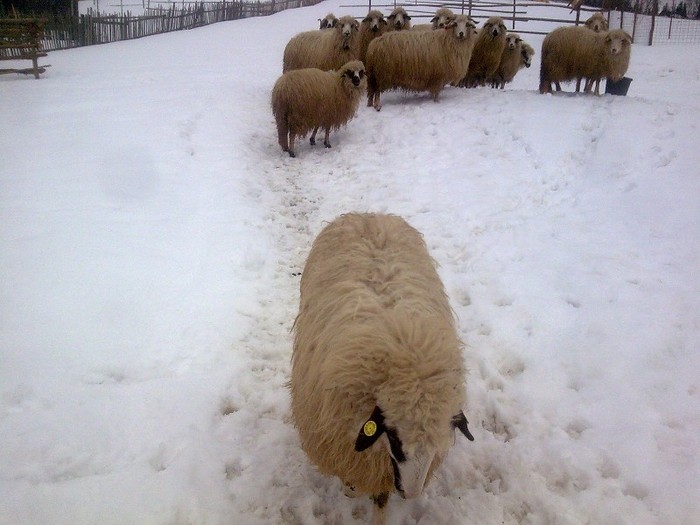 r@LuTzIc@435 - oile mele2012