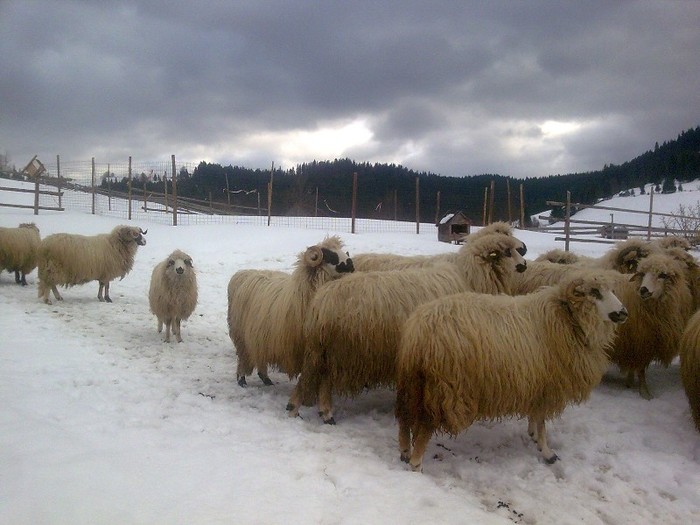 r@LuTzIc@437 - oile mele2012