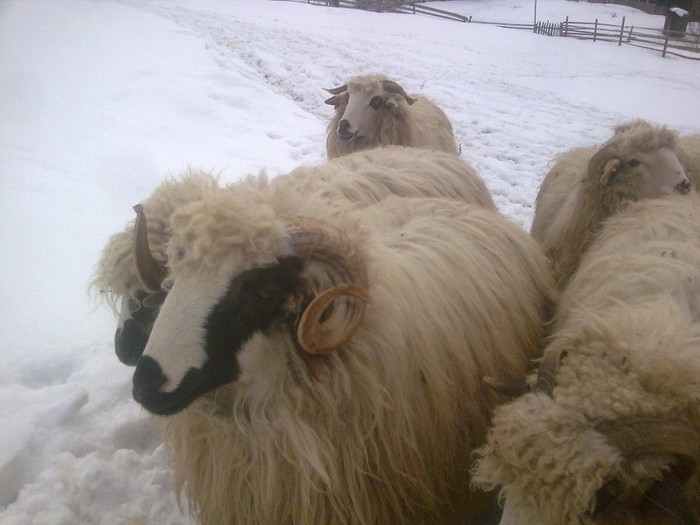 r@LuTzIc@439 - oile mele2012