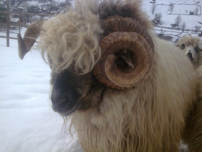 r@LuTzIc@441 - oile mele2012