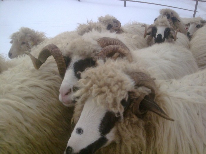 r@LuTzIc@445 - oile mele2012