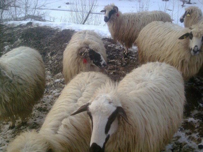 r@LuTzIc@477 - oile mele2012