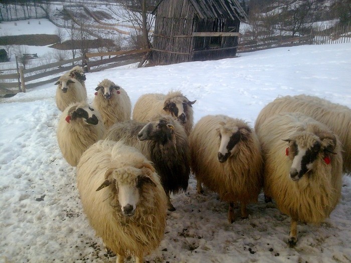 r@LuTzIc@480 - oile mele2012