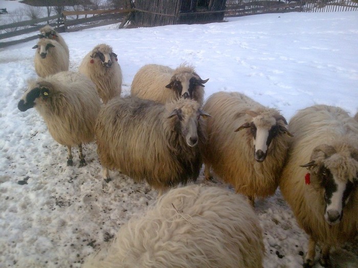 r@LuTzIc@482 - oile mele2012