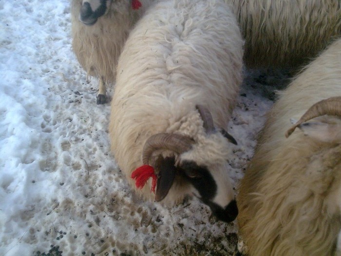 r@LuTzIc@483 - oile mele2012