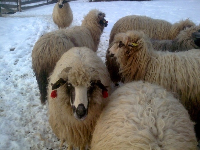 r@LuTzIc@484 - oile mele2012