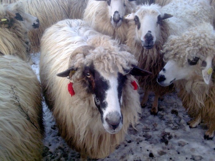 r@LuTzIc@486 - oile mele2012