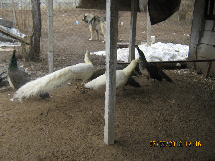 Picture 1168