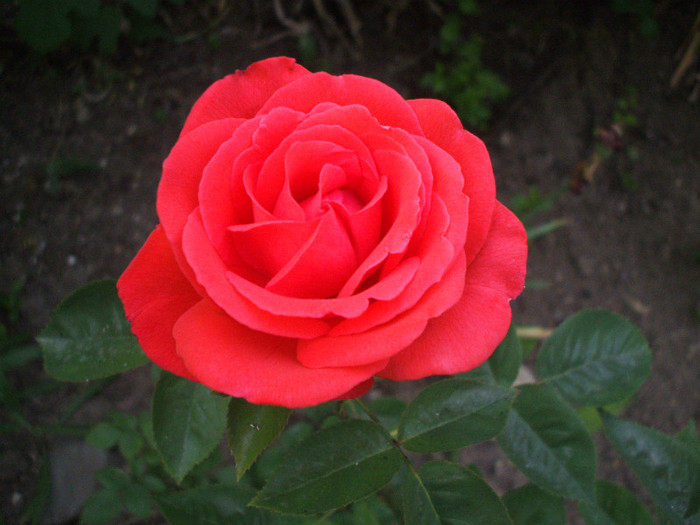 trandafir - FLORI 2011