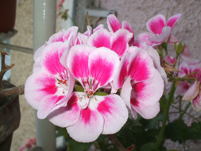 aprilie2011 (5); Muscata
