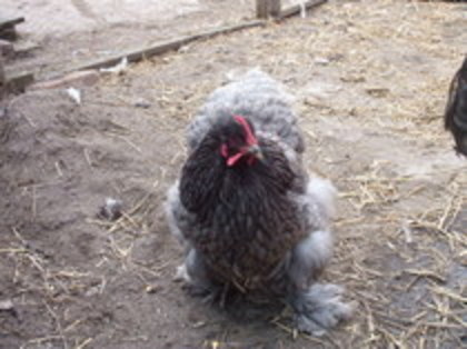 65728367_XTYVFXG3 - COCHINCHINA URIAS