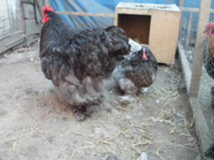 65728476_HCFYTRU2 - COCHINCHINA URIAS