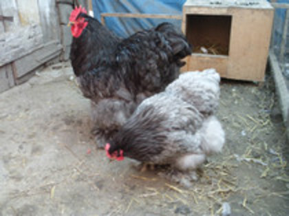 65728483_GWHTAHN2 - COCHINCHINA URIAS