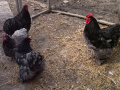 65728488_JQRQXIS3 - COCHINCHINA URIAS