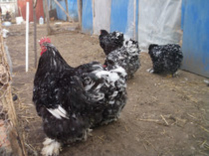 65727337_NAEENTR3 - COCHINCHINA URIAS ALBUM 2015