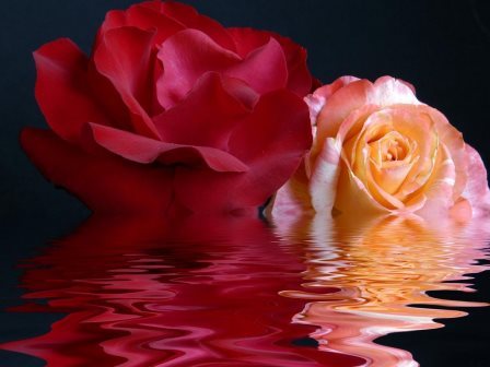 trandafiri in apa - Primavara