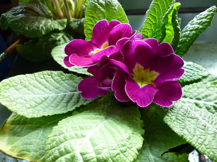 P1000113 - flori iarna 2011-2012