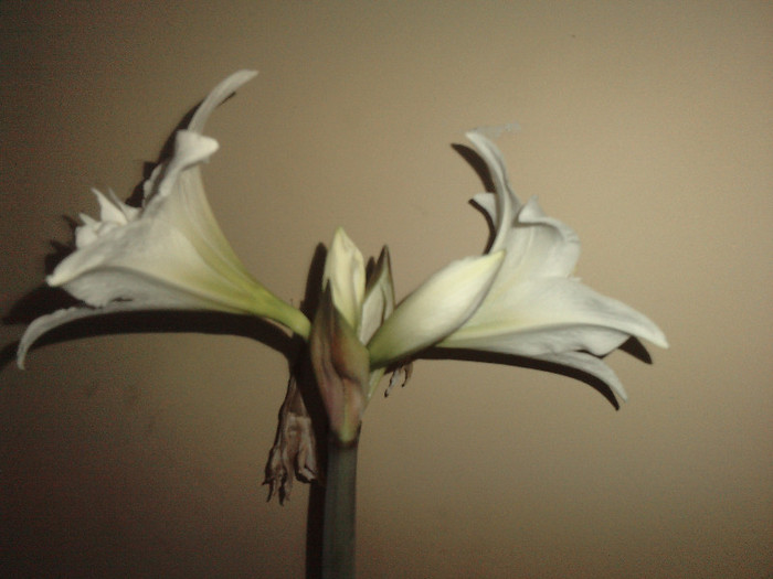 Jewel (a 2-a tija) - 1_My Amaryllis-2012