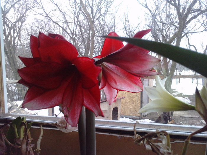 P080312_07.390002 - 1_My Amaryllis-2012