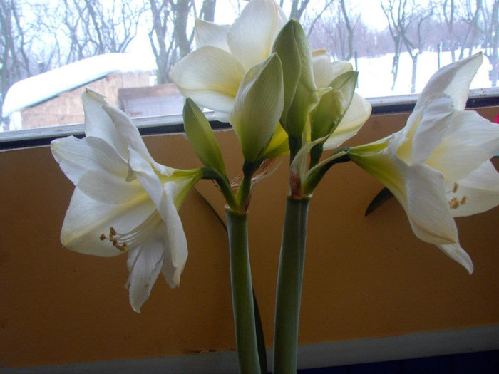 Mont Blanc - 1_My Amaryllis-2012