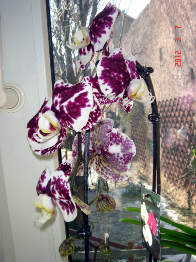 DSC02331 - Februarie 2012