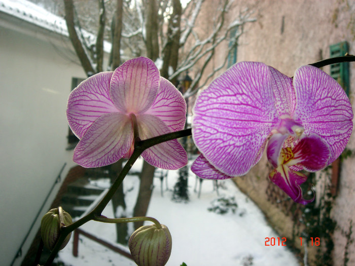 DSC02051 - Februarie 2012