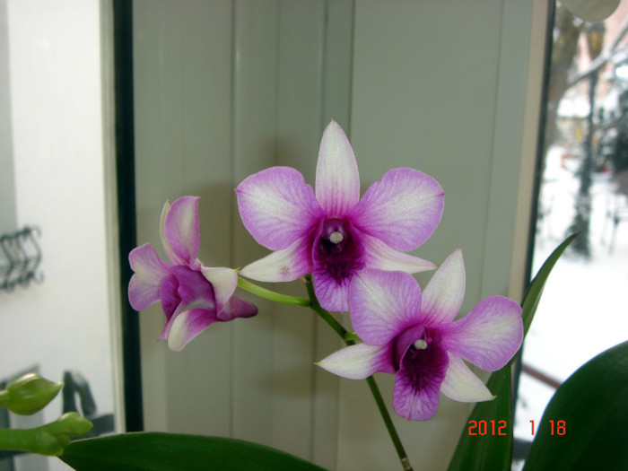 DSC02052 - Februarie 2012