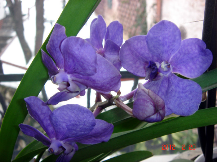 DSC02250 - Februarie 2012